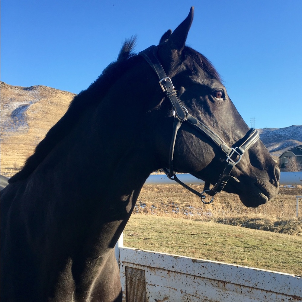 Meet your Posher, Holly